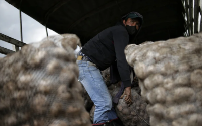 Continúa la implementación de alivios financieros para los productores de papa