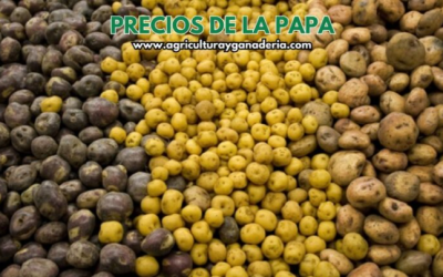 Precios mayoristas de la papa en la central de abastos de Bogotá