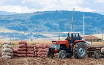 Continua a todo ritmo programa de alivios financieros para productores de papa