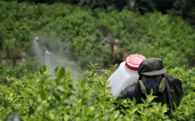 500 familias en Putumayo pasarán de cultivos de coca a cultivos lícitos como el cacao