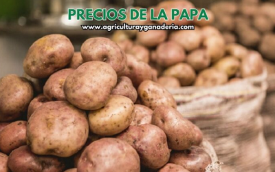 Precios mayoristas de la papa en la central de abastos de Bogotá