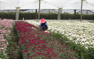 Proflora 2025: floricultura colombiana reafirma su liderazgo global en el sector floral