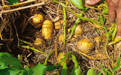 Más allá del arado: cómo los sistemas de labranza cero de papa con mantillo de paja de arroz aumentan las ganancias y mejoran la salud del suelo