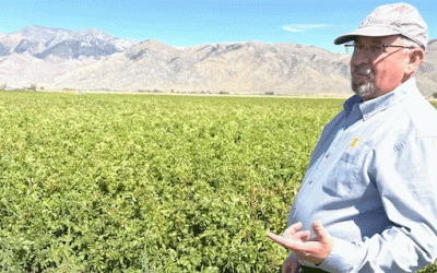 Presión inusualmente alta de pulgones en 2025: una amenaza crítica del PVY para los productores de papa