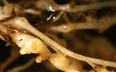 El giro hacia el manejo de nematodos: Construyendo sistemas de cultivo de papa rentables en una era posterior a los fumigantes.