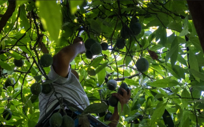 Colombia busca abrir más mercados en Europa con sus frutas en Madrid