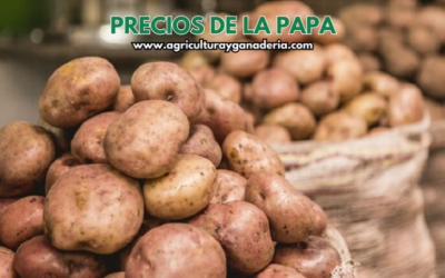 Precios mayoristas de la papa en la central de abastos de Bogotá