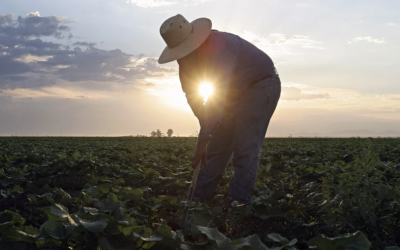 Gobernadores y alcaldes piden a la Corte tumbar ley de Áreas de Protección Agrícola