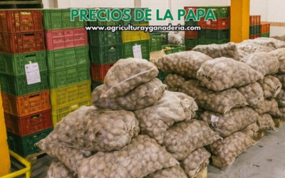 Precios mayoristas de la papa en la central de abastos de Bogotá