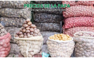 Precios mayoristas de la papa en la central de abastos de Bogotá