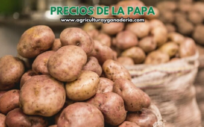 Precios mayoristas de la papa en la central de abastos de Bogotá