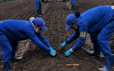 Agrifresh, la empresa que lleva más de 20 años llevando hierbas aromáticas al mundo