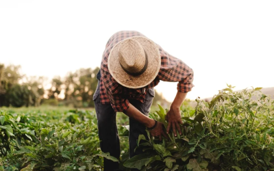 Seguros paramétricos, la alternativa para proteger a los productores agrícolas del país