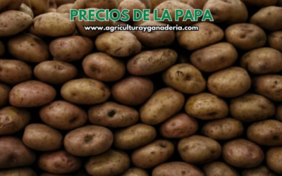 Precios mayoristas de la papa en la central de abastos de Bogotá