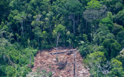Desde 1985 se han perdido 5,6 millones de hectáreas de bosque en Colombia