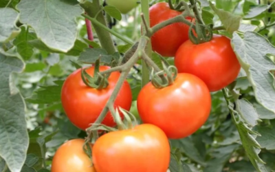 Investigadores desarrollan spray capaz de mejorar la respuesta de los tomates a sequías