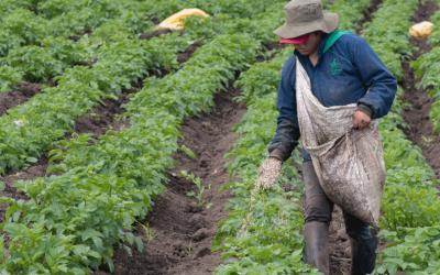 Apuesta por semillas autorizadas para fortalecer seguridad alimentaria y productividad agropecuaria