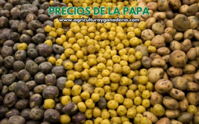 Precios mayoristas de la papa en la central de abastos de Bogotá