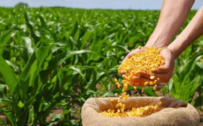 Colombia apuesta por semillas autorizadas para fortalecer seguridad alimentaria y productividad agropecuaria
