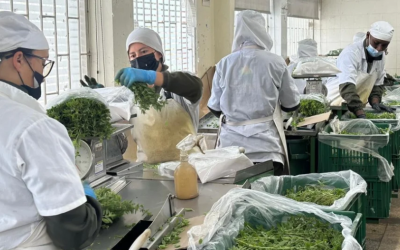 El Dorado impulsa el agro colombiano con exportación récord de hierbas aromáticas