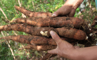 Estudio de la Unal destaca el papel del conocimiento ancestral en la evolución de la yuca