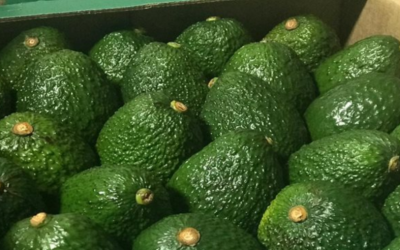 Colombia, entre los países con estrategias para competir en el mercado del aguacate