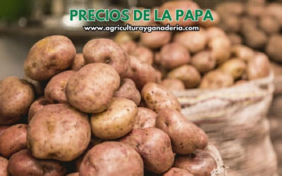 Precios mayoristas de la papa en la central de abastos de Bogotá