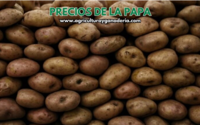 Precios mayoristas de la papa en la central de abastos de Bogotá