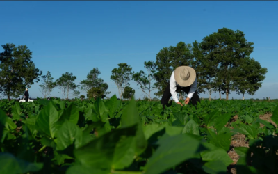 Colombia exportó más de 53 millones de kilos de cereales, leguminosas y soya en el primer semestre del año