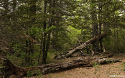 La deforestación mundial se desacelera, pero los bosques siguen bajo presión: FAO