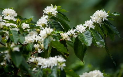 Estos son los consejos del profesor Yarumo sobre el calendario de floraciones para 2026