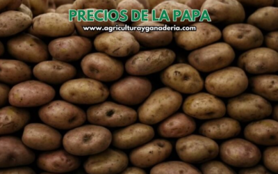 Precios mayoristas de la papa en la central de abastos de Bogotá