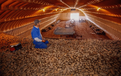 La nariz digital: Cómo la IA está revolucionando el almacenamiento de patatas y ahorrando millones en pérdidas poscosecha