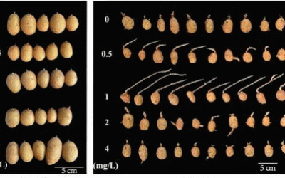 El interruptor de la dormancia: cómo un microARN recién descubierto podría transformar el almacenamiento y el mejoramiento de la papa