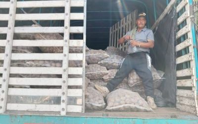 Colombia: Los productores de papa en Murillo (Tolima) enfrentan una crisis económica