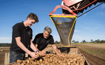 La paradoja de la calidad: cómo el estrés hídrico mejora el sabor y el valor de mercado de la papa