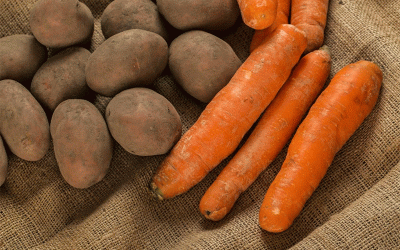 Más allá de lo normal: Cómo la región de Kirov desafía las expectativas con cosechas récord de patatas