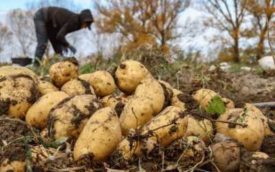 Más allá de la etiqueta: Lo que la indicación geográfica de la patata «Tambov» significa para el futuro del sector agroalimentario ruso