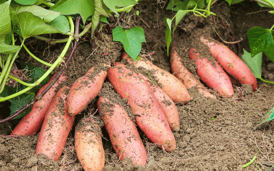 De gesto de campaña a institución comunitaria: el impacto agrícola de una donación de 100,000 libras de batata