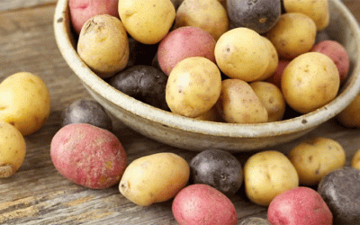 La revolución de la papa cremosa: cómo la agronomía de precisión y la genética dirigida crearon un nicho de mercado de mil millones de dólares en el sector de la papa