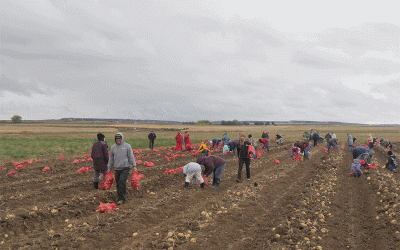 Más allá del rendimiento: Cómo una cosecha comunitaria de patatas está cultivando la seguridad alimentaria y la resiliencia