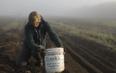 El período crítico: una nueva investigación identifica el momento de máxima vulnerabilidad de la papa al calor y al granizo