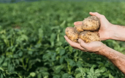 Facelia: Una estrategia de control biológico para el manejo de gusanos alambre en cultivos de papa