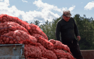 El vacío contractual: cómo las prácticas minoristas están transformando la producción de patatas y creando escasez de suministro