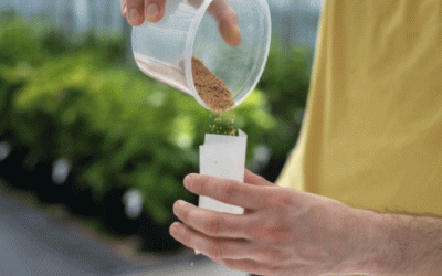 La semilla del verdadero potencial: cómo el mejoramiento de la papa híbrida está redefiniendo la industria