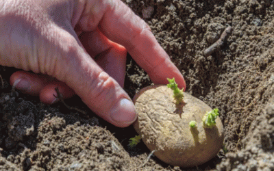 Un salto cuántico en el mejoramiento de la papa: las primeras papas con almidón resistente al tizón, editadas con CRISPR, avanzan a ensayos de campo