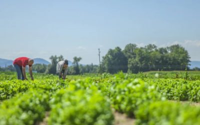 Los diferentes tipos de delitos que están frenando el desarrollo del campo nacional