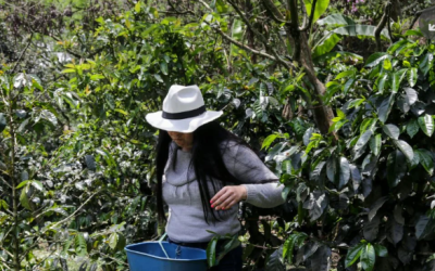 Energías renovables: motor de transformación de la industria cafetera y otros sectores