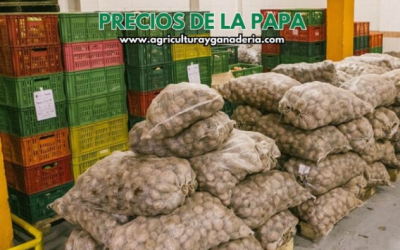 Precios mayoristas de la papa en la central de abastos de Bogotá