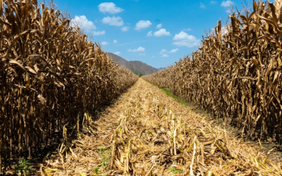 Satélites que cuidan el maíz, tecnología detecta estrés en cultivos con 90% de precisión